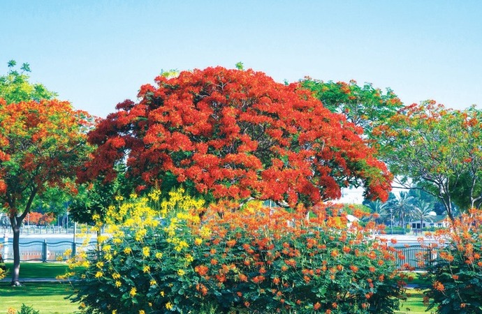 بلدية دبي تحقق رقماً قياسياً جديداً  في زراعة إمارة دبي خلال 2023