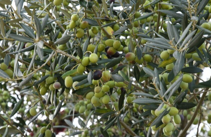 تونس تتصدر مورّدي  زيت الزيتون إلى روسيا