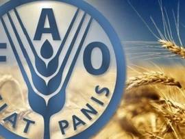   منظمة الاغذية العالمية : اسعار الغذاء  تراجعت بنسبة  10.7 % خلال عام 