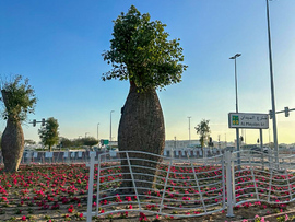 بلدية دبي تنفذ مشروع زراعي تجميلي  عند تقاطع شارعي الميدان والخيل