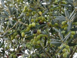 تونس تتصدر مورّدي  زيت الزيتون إلى روسيا