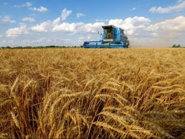 "الفاو": أزمة مضيق هرمز ليست مجرد  صدمة نفطية بل كارثة غذائية تهدد العالم